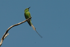 Merops viridissimus