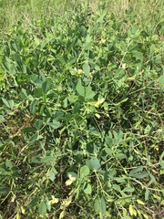 Baptisia bracteata leucophaea