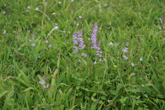 Scutellaria barbata