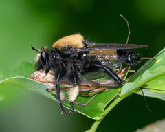Laphria macquarti