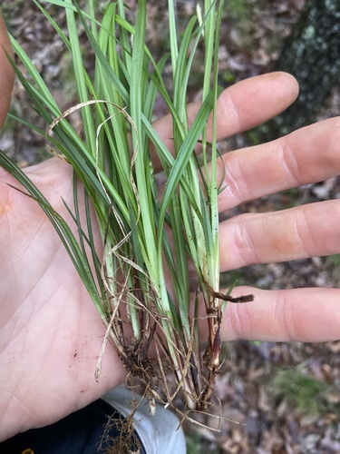 Acid-loving Sedge (Carex acidicola)