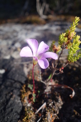 Oxalis commutata