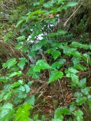 Rubus taitoensis