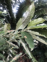 Brachylaena transvaalensis