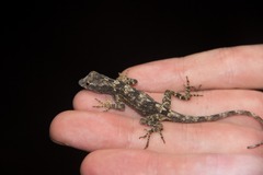 Anolis ortonii