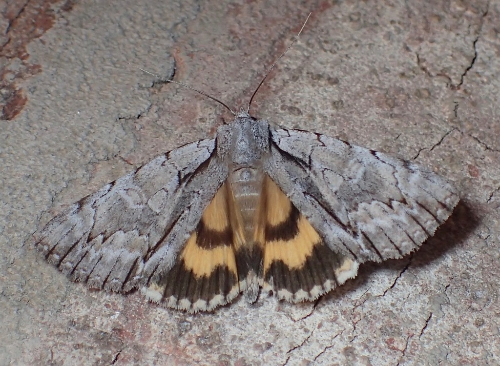 Catocala Clintonii Common Moth And Butterflies Of Indiana · Inaturalist