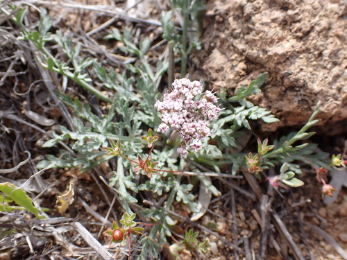 Image of Lomatium nevadense by (c) Sue Carnahan, some rights reserved (CC BY)