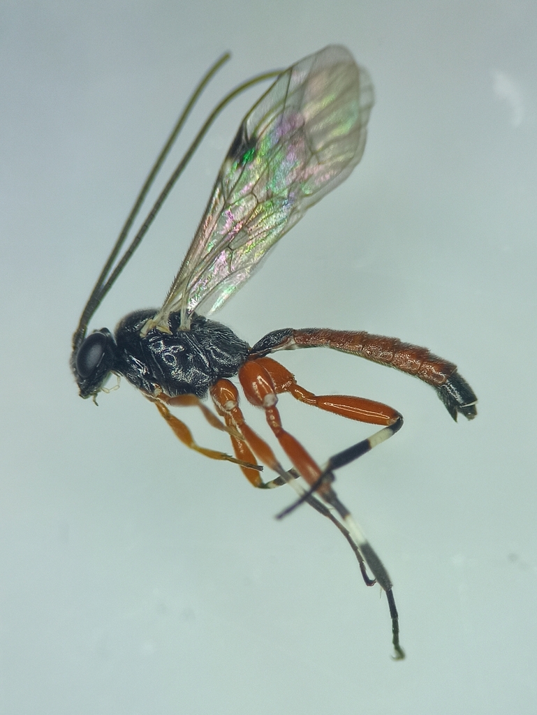 Pimpla apricaria