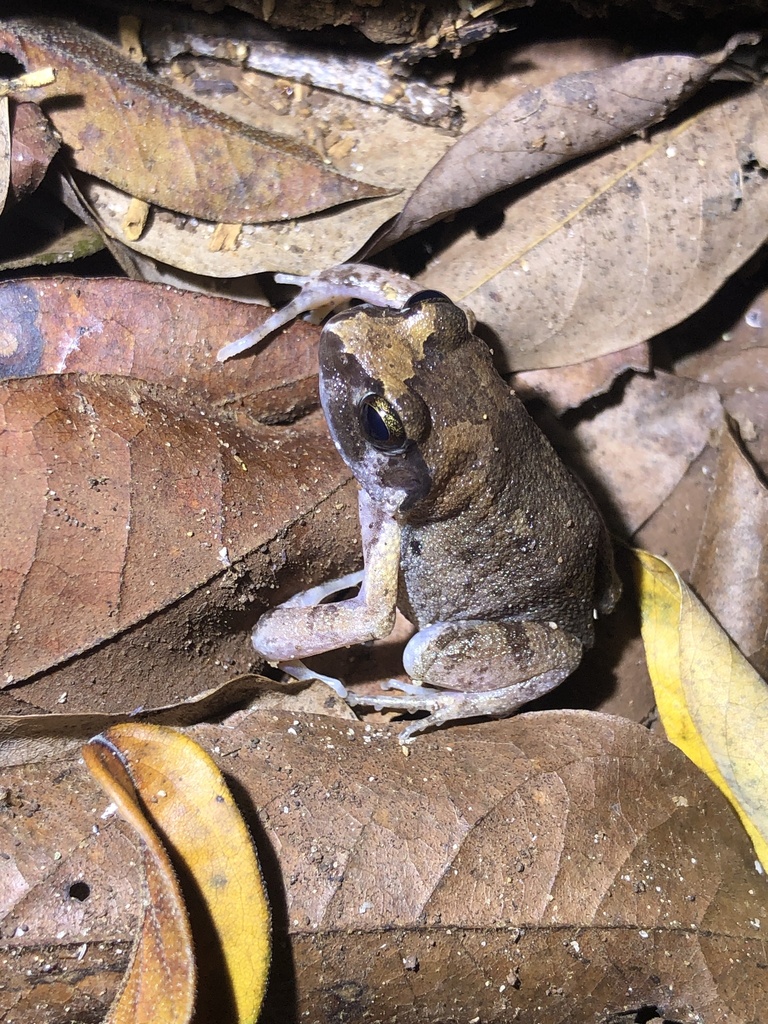 Common Squeaker from Kwale, KE on April 9, 2024 at 10:13 PM by Ewout ...