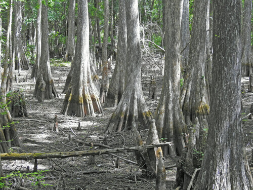 Taxodium distichum
