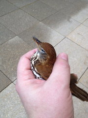 Hylocichla mustelina