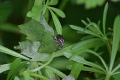 Brachypera zoilus