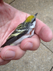 Setophaga pensylvanica