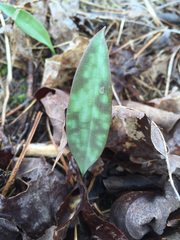 Erythronium americanum