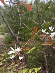Amelanchier laevis