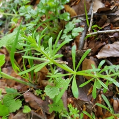 Galium glaucum