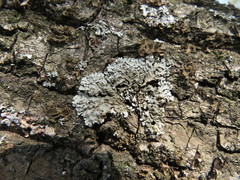 Physconia enteroxantha