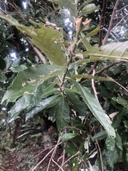 Brachylaena transvaalensis