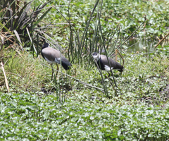 Vanellus crassirostris