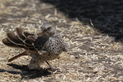 Histurgops ruficauda