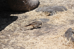 Histurgops ruficauda