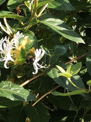 Apidae