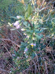 Solanum guineense