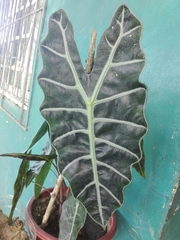 Alocasia amazonica