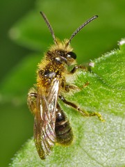 Gonandrena