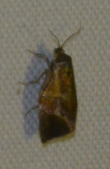 Ptycholoma lecheana