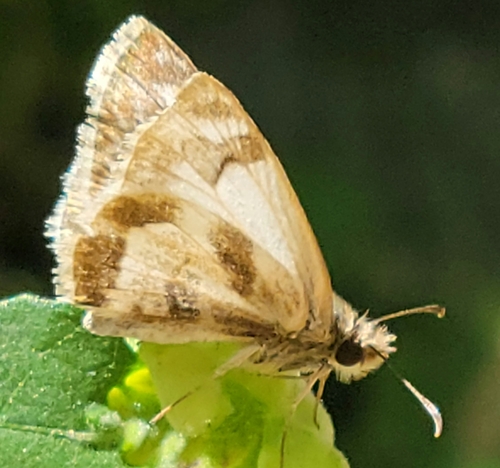 Turk's-cap White-Skipper photo 3