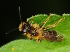 Gonandrena