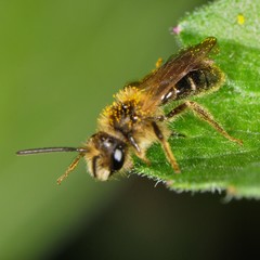 Gonandrena