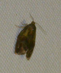 Ptycholoma lecheana