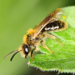 Gonandrena