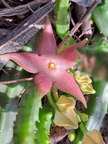 Gonostemon divaricatus (Masson) Haw. 3