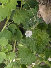 Cymbalaria Speedwell (Veronica cymbalaria)