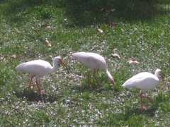 Eudocimus albus