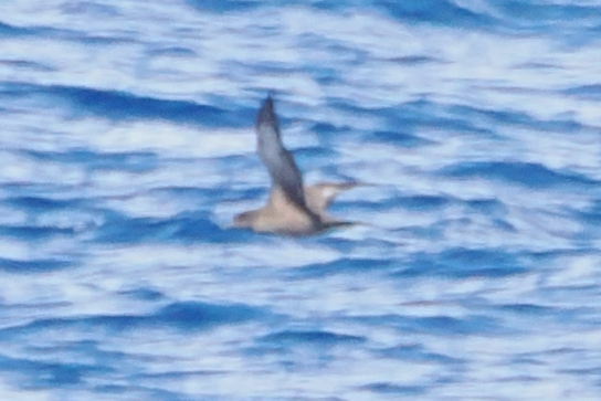 Trindade Petrel (Pterodroma arminjoniana), photo 4