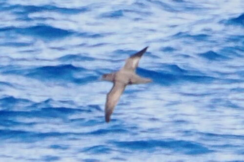 Trindade Petrel (Pterodroma arminjoniana), photo 7