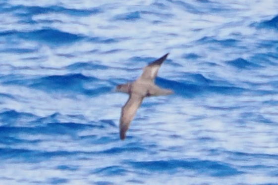 Trindade Petrel (Pterodroma arminjoniana), photo 3