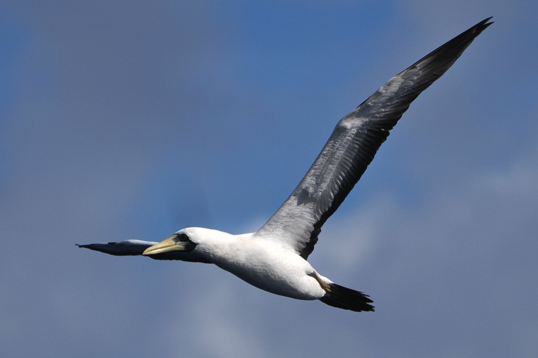 Masked Booby