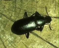 Alobates pensylvanicus