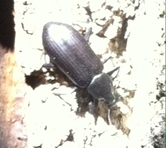 Alobates pensylvanicus