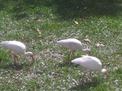 Eudocimus albus