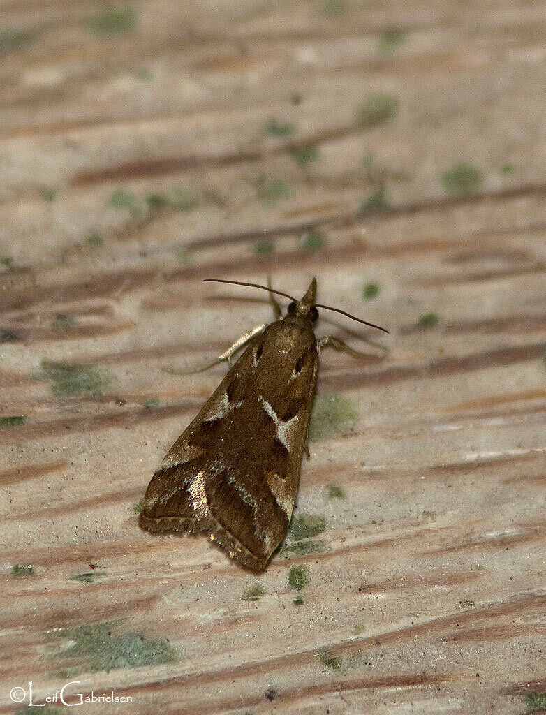 Hoploscopa ypsilon