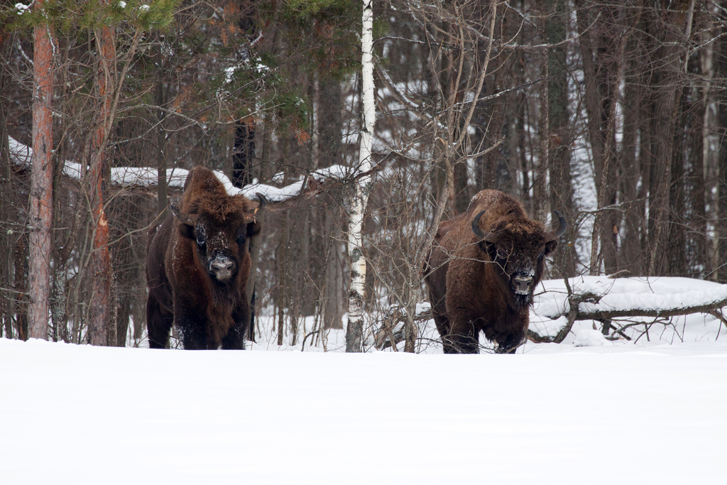 European Bison in January 2024 by Alexander Shienok · iNaturalist