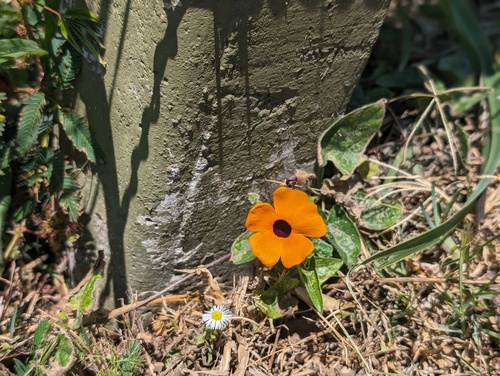 Thunbergia alata