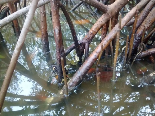 Crassostrea rhizophorae, 2016-04-28