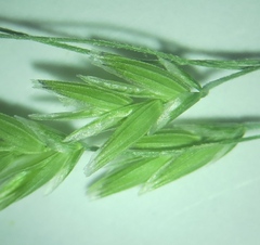 Torreyochloa pallida